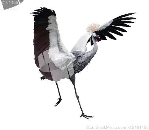 Image of Grey Crowned Crane