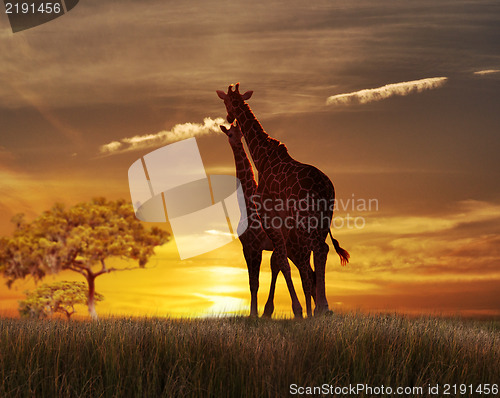 Image of Two Giraffes At The Sunset 