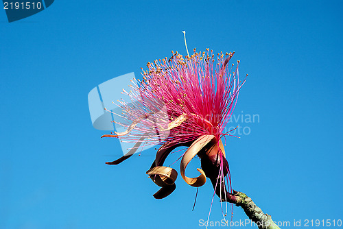 Image of Shaving Brush Tree