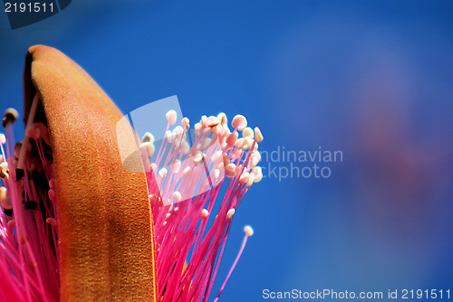 Image of Shaving Brush Tree