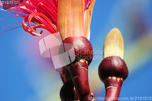 Image of Shaving Brush Tree