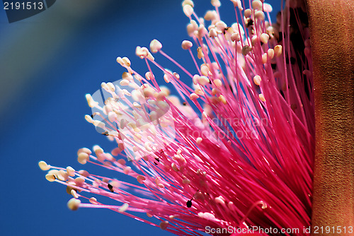 Image of Shaving Brush Tree