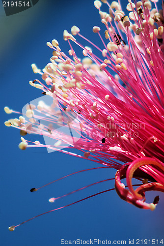 Image of Shaving Brush Tree