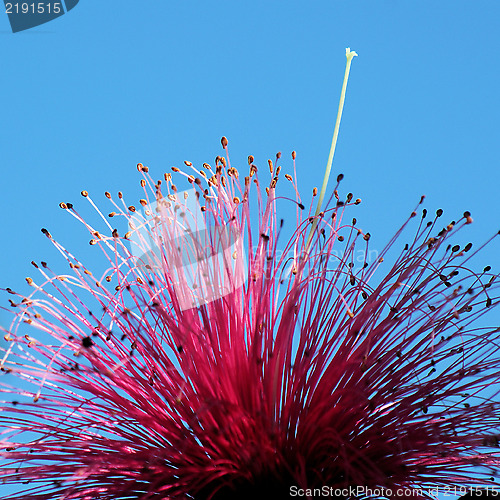 Image of Shaving Brush Tree