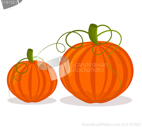 Image of Two pumpkins illustration