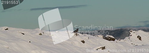 Image of Winter