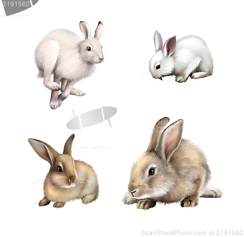 Image of White Rabbit sitting, White hare running away. Gray rabbit. Isolated on white background.