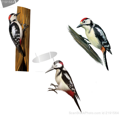 Image of Great Spotted Woodpecker on a tree. Middle Spotted Woodpecker. Isolated on white background.