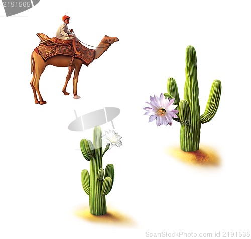 Image of Desert, Bedouin on camel, saguaro cactus with flowers, Opuntia cactus, Natural habitat