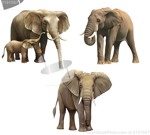 Image of Elephants, Baby elephant, big adult African elephant Isolated on white background.