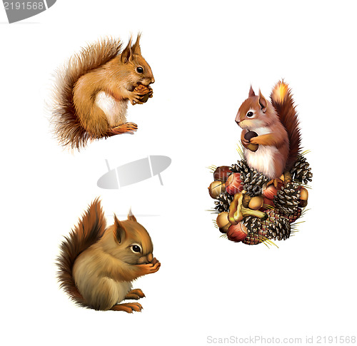 Image of Red squirrel with cane, Baby squirrel, The American gray squirrel, Isolated on white background.