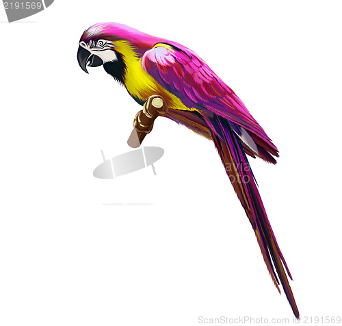Image of Pink parrot, colorful parrot, Isolated on white background.