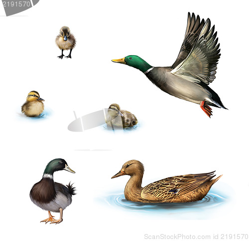 Image of Water birds, Flying duck, duck in the water, standing male duck, ducklings in the water, Isolated on white background.