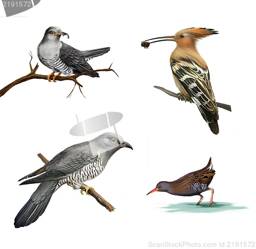 Image of cuckoo on a tree, Hoopoe (Upupa epops) and water bird Isolated illustration on white background.