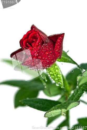 Image of red rose with water drops 