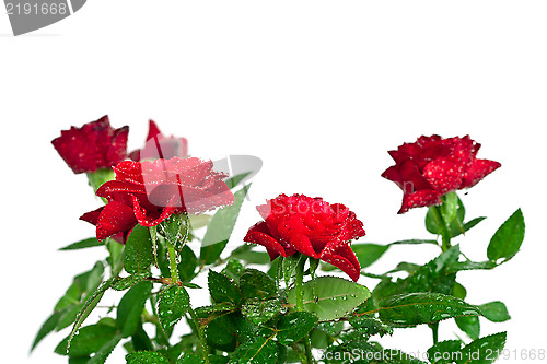 Image of red roses with water drops