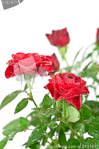 Image of red roses with water drops 