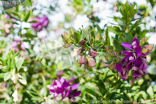 Image of Beautiful violet flowers bougainvillea on a bush