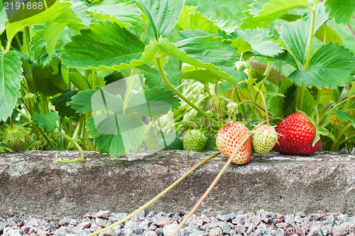 Image of Strawberries growing in the garden