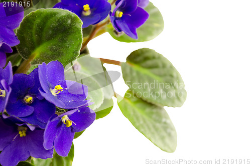 Image of african violet flower (lot. Saintpaulia) 
