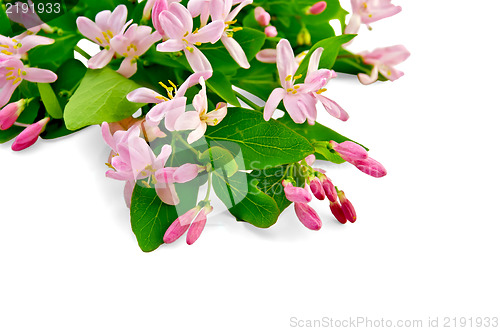 Image of Honeysuckle with pink flowers
