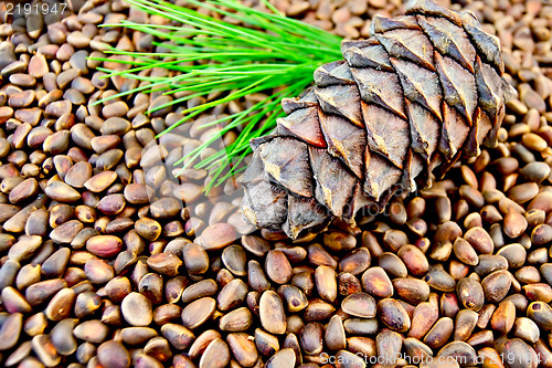 Image of Cedar cone on the texture of cedar nuts