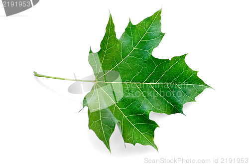 Image of Leaf maple green