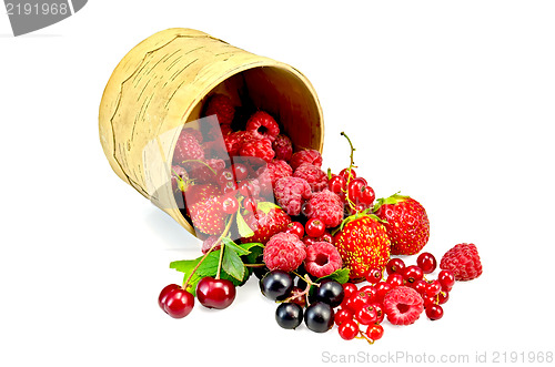 Image of Berries different in a birch tueski