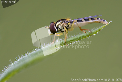 Image of eristalis on  green leaf