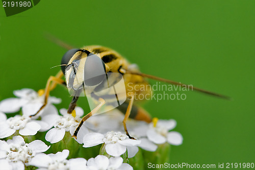Image of front of wild fly diptera syrphidae