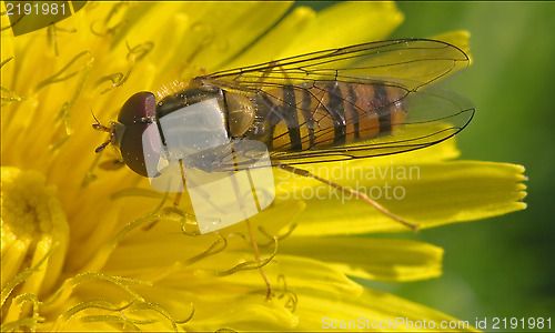 Image of volucella  on white yellow flower