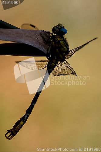 Image of yellow dragonfly anax  on