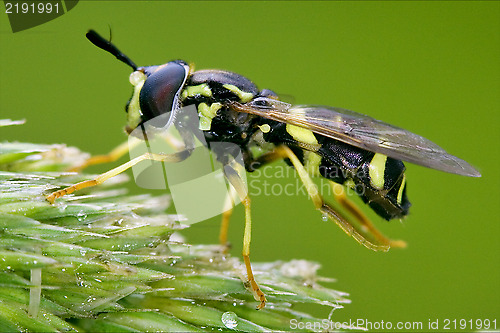 Image of volucella zonaria  on a white yellow flower