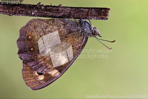 Image of grey orange butterfly  on a brown