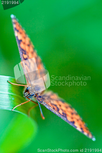 Image of  brown orange butterfly  on a green leaf in