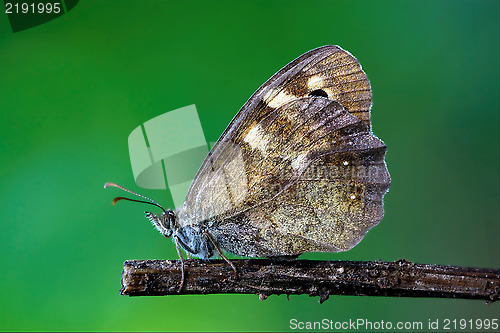 Image of wild brown grey orange