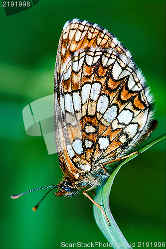 Image of butterfly  on a green