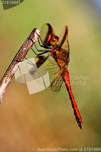 Image of wild red dragonfly   and sky