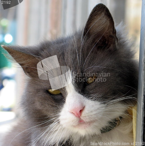 Image of Weird eyed cat