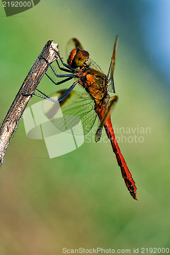 Image of  red dragonfly on a wood branch  in the bush and sky