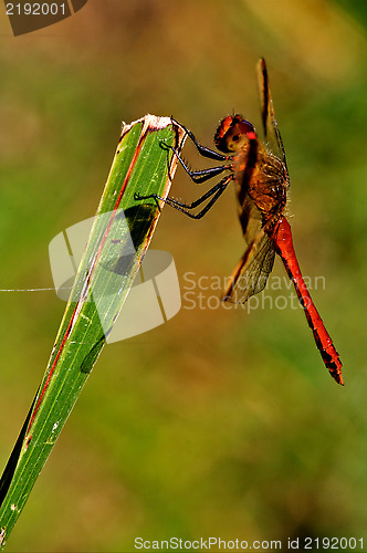 Image of lack red dragonfly anax imperator Sympetrum Fonscolombii 