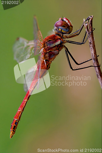 Image of black red dragonfly