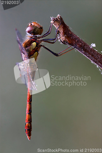Image of red yellow dragonfly on 