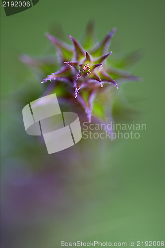 Image of abstract and  flowering 