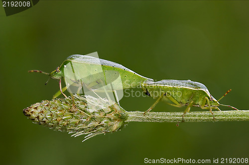 Image of Heteroptera pentatomidae  reproduction