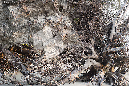 Image of Palm roots