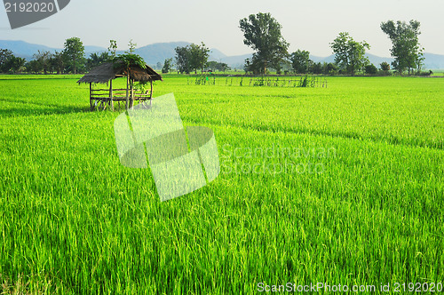 Image of Thailand's rise fields