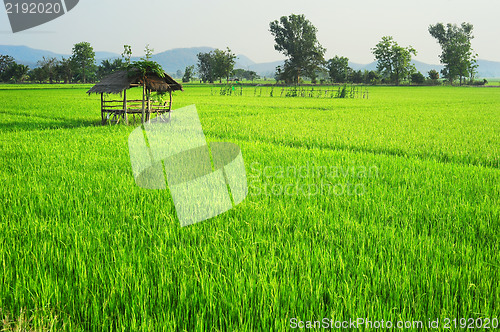 Image of Thailand's rise fields