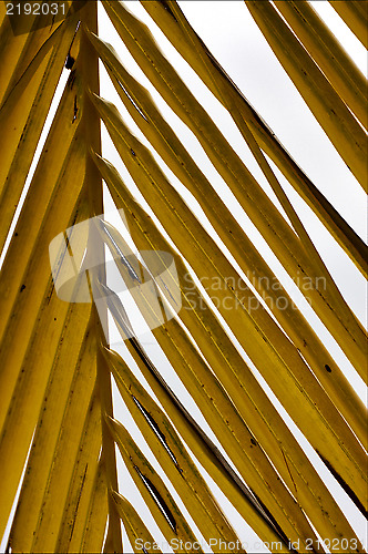 Image of yellow  close up  leaf