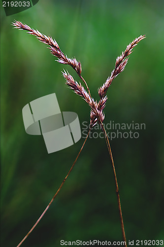 Image of cross macro